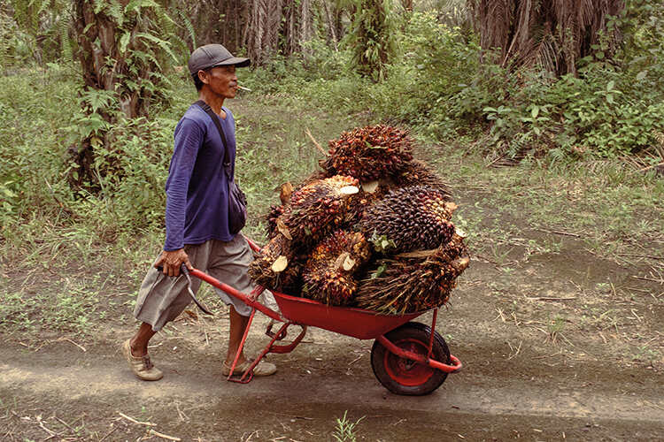 Worker carries palm oil fruits. Image: Daniela Sala | Paraquat: Banned in EU, Destroying Lives of Palm Oil Workers in Indonesia