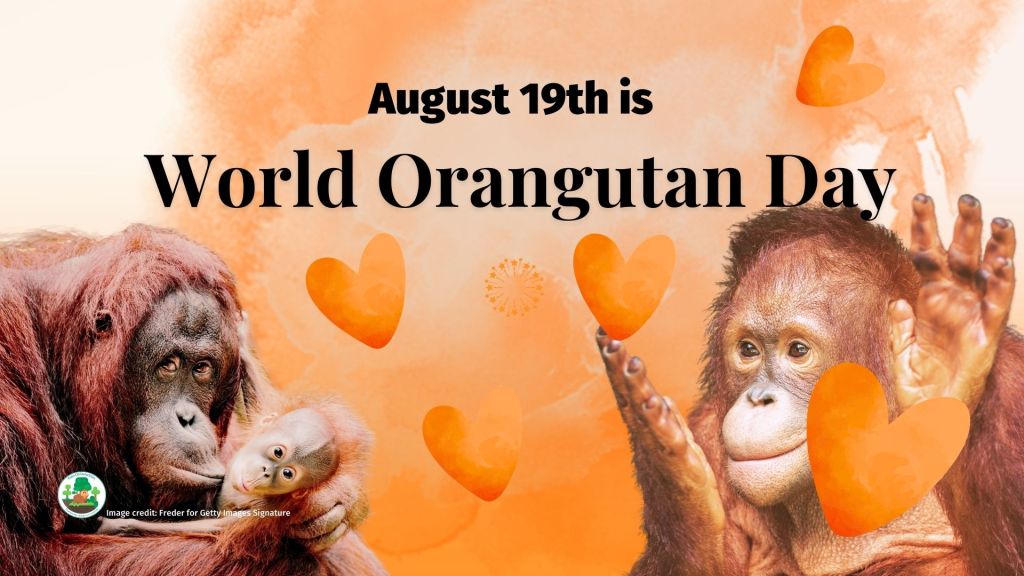 World Orangutan Day - make sure you #BoycottPalmOil #Boycott4Wildlife 