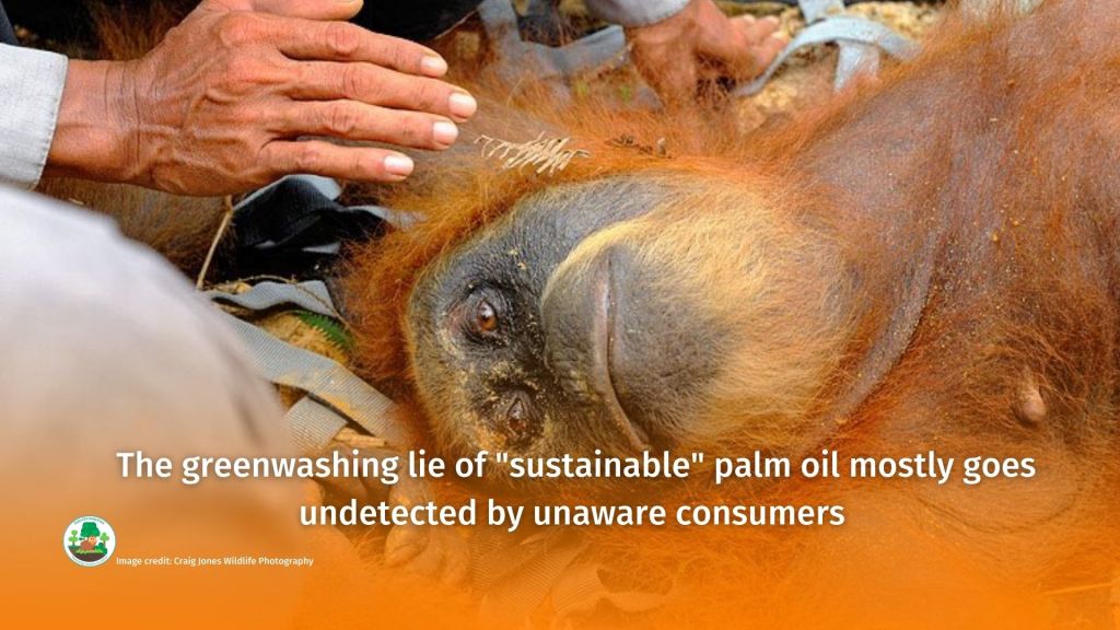 World Orangutan Day - make sure you #BoycottPalmOil #Boycott4Wildlife 