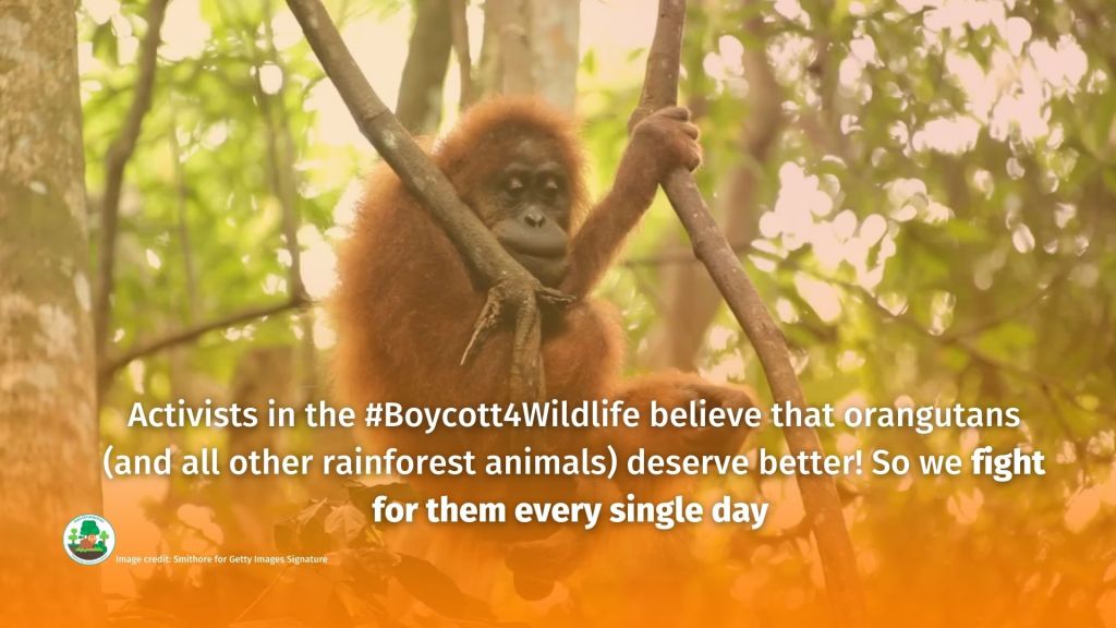 World Orangutan Day - make sure you #BoycottPalmOil #Boycott4Wildlife 