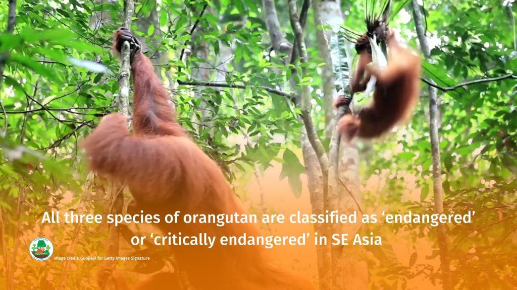 World Orangutan Day - make sure you #BoycottPalmOil #Boycott4Wildlife 