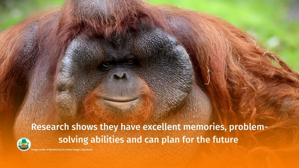 World Orangutan Day - make sure you #BoycottPalmOil #Boycott4Wildlife 