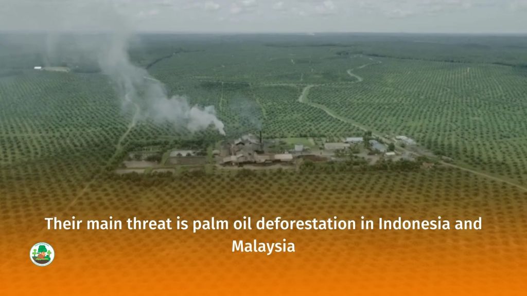 World Orangutan Day - make sure you #BoycottPalmOil #Boycott4Wildlife 