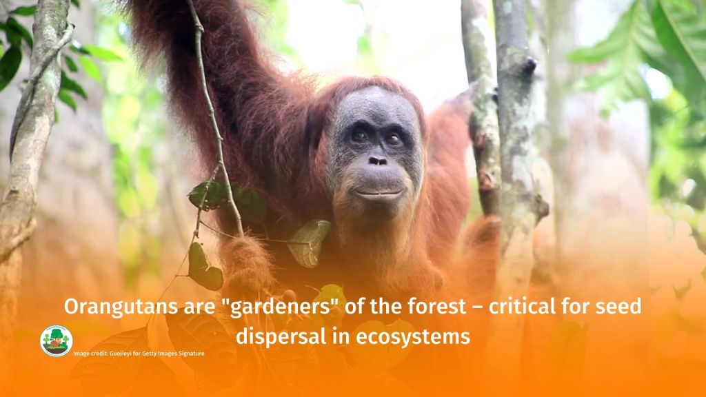 World Orangutan Day - make sure you #BoycottPalmOil #Boycott4Wildlife 