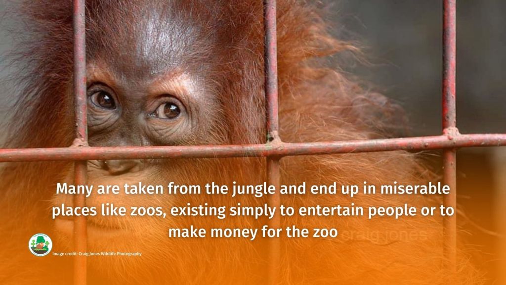 World Orangutan Day - make sure you #BoycottPalmOil #Boycott4Wildlife 