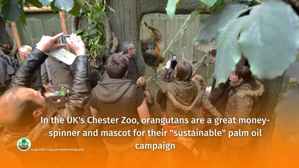 World Orangutan Day - make sure you #BoycottPalmOil #Boycott4Wildlife 