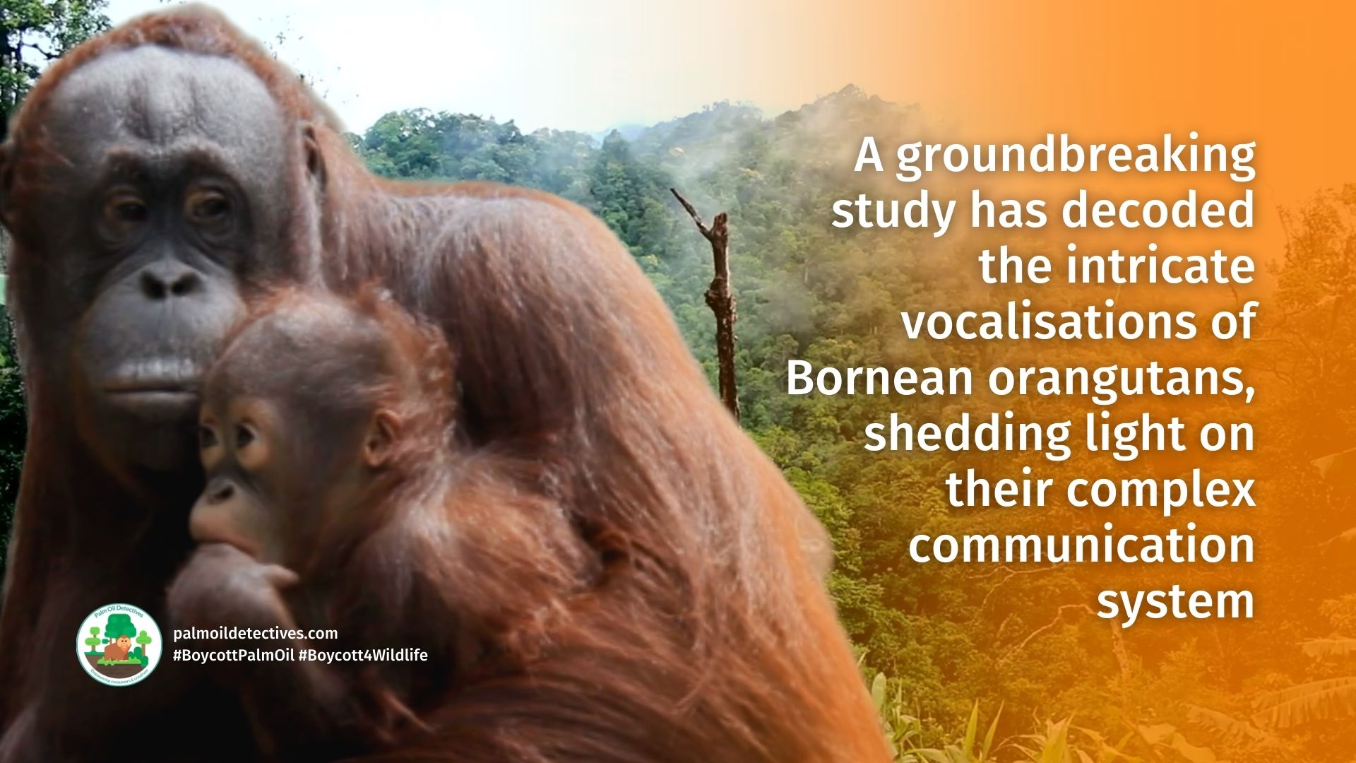 Research: AI Helps Unlock the Curious Secrets of Orangutan Chatter