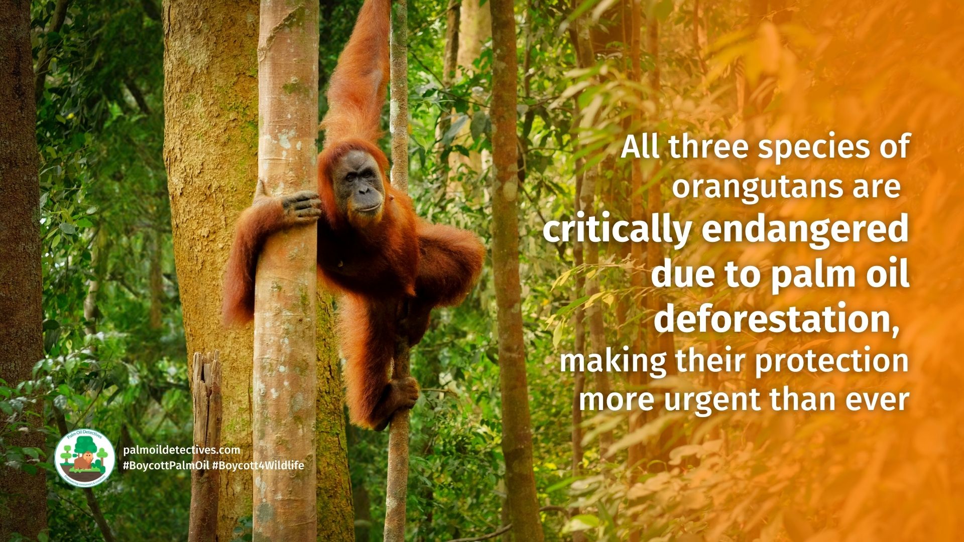 Research: AI Helps Unlock the Curious Secrets of Orangutan Chatter