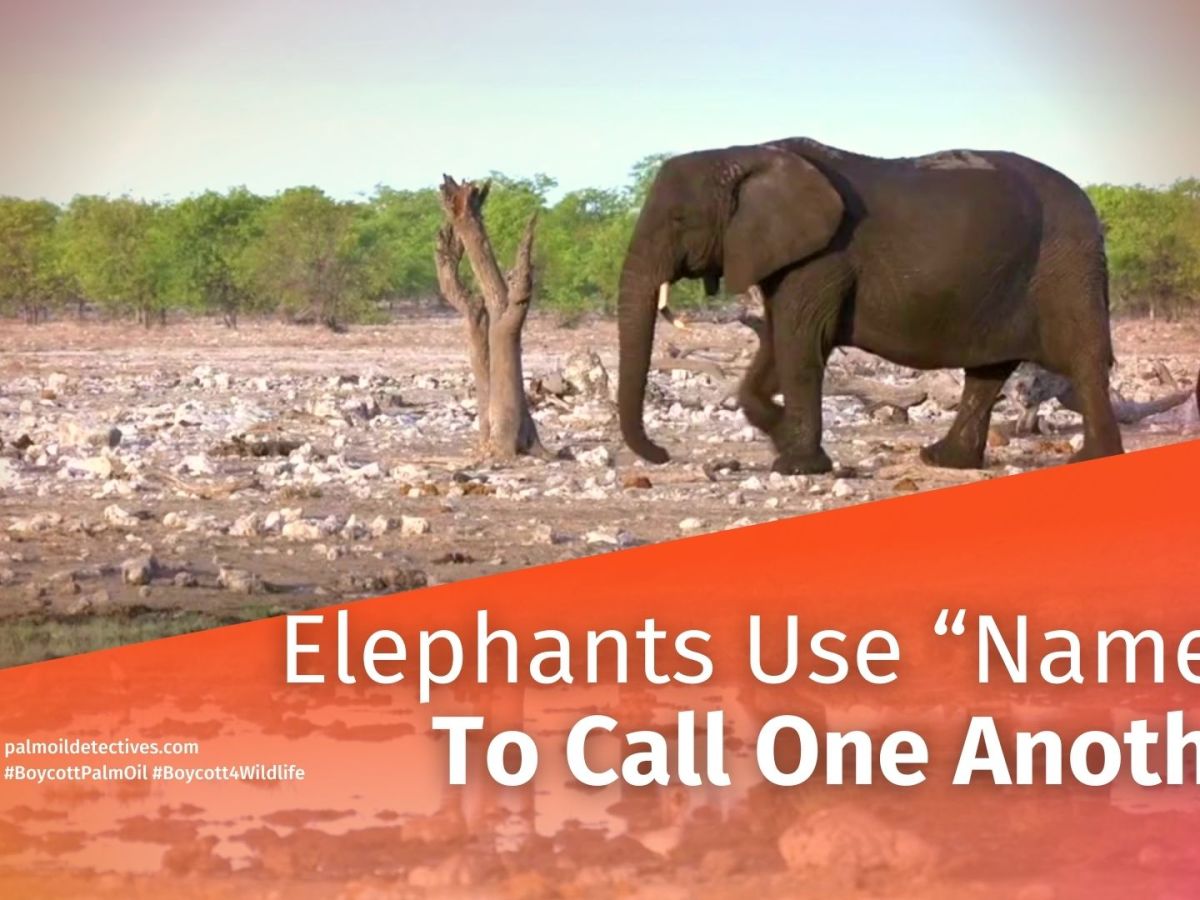 African Savannah Elephants Use ‘Names’ to&nbsp;Communicate