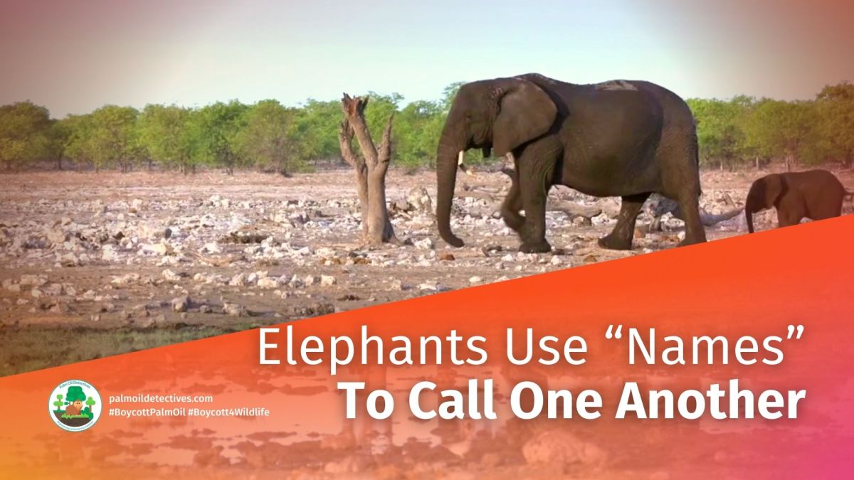 African Savannah Elephants Use ‘Names’ to&nbsp;Communicate
