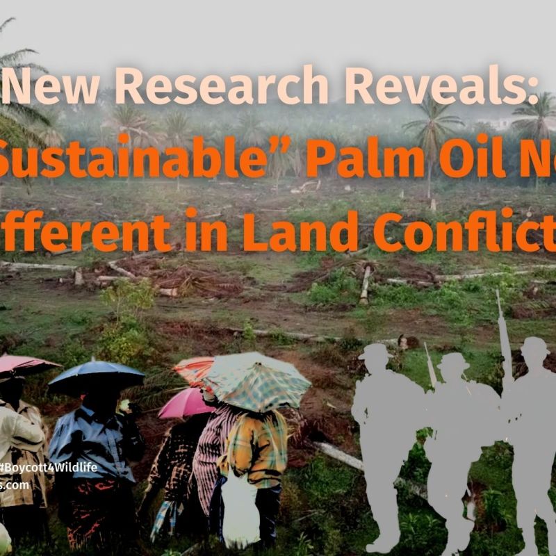 “Sustainable” Palm Oil No Different in Land&nbsp;Conflicts
