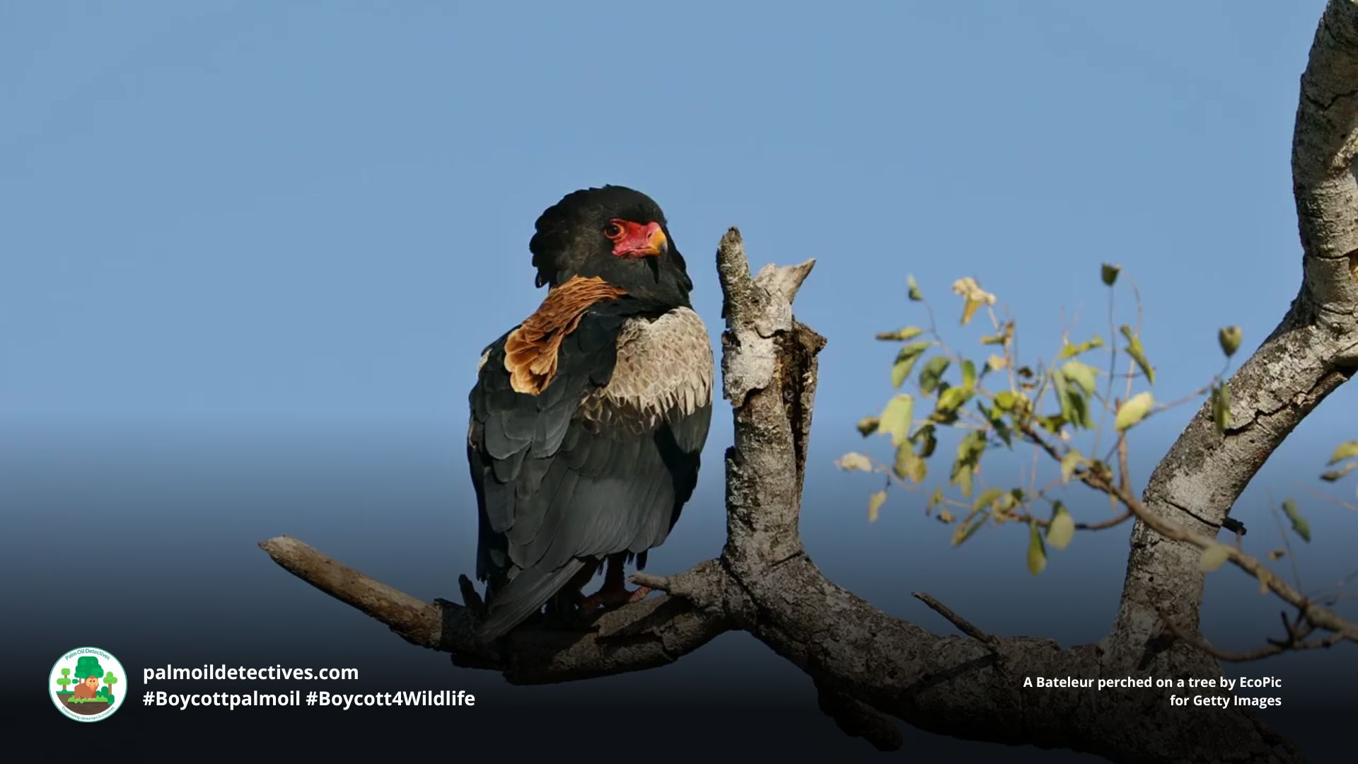 A Bateleur perched on a tree by EcoPic for Getty Images