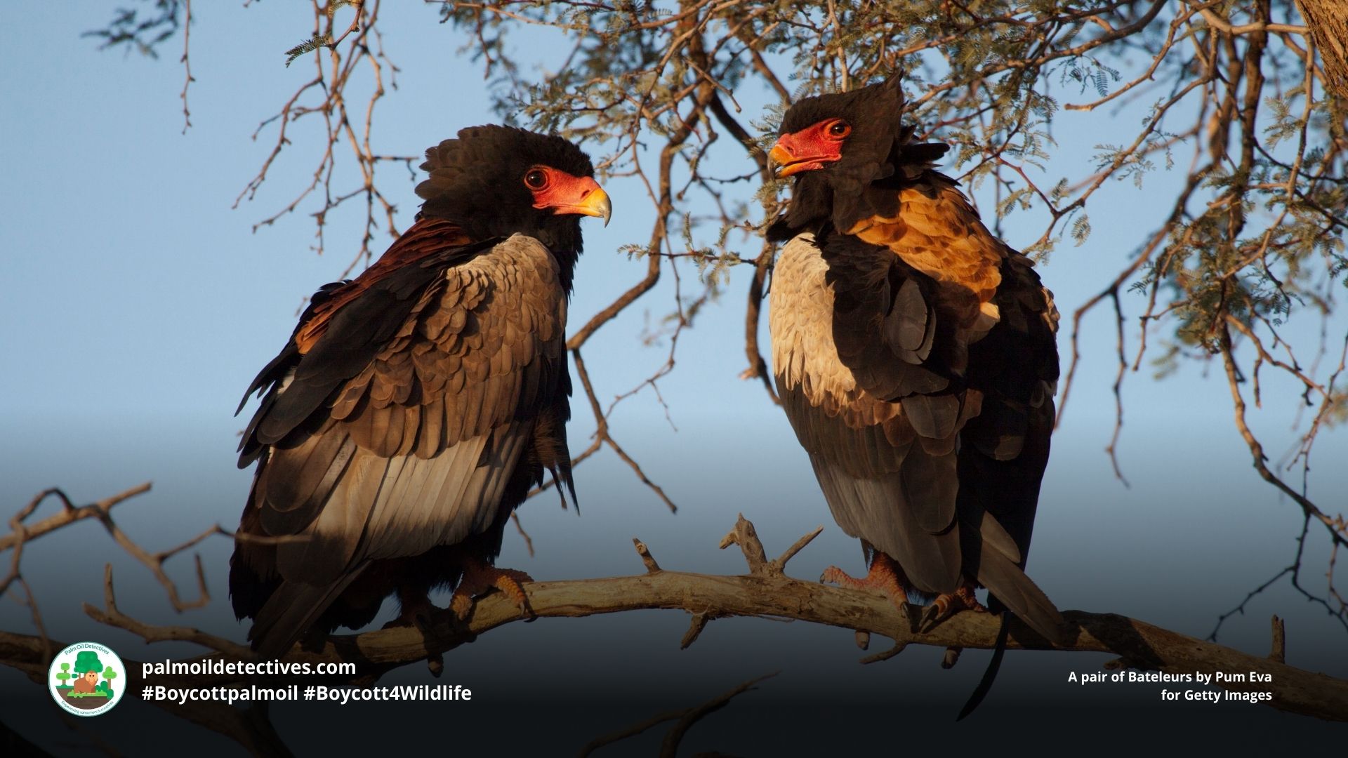 A pair of Bateleurs by Pum Eva for Getty Images