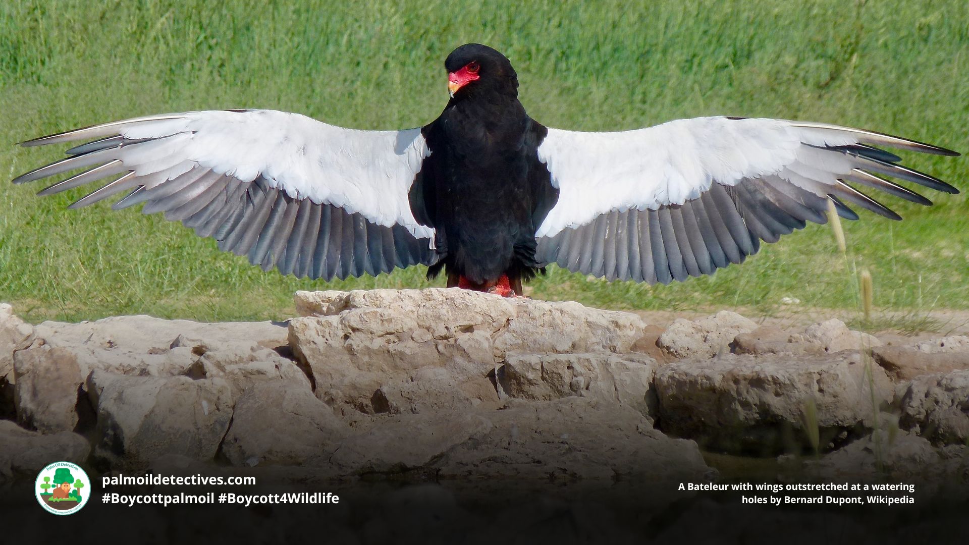 Bateleur at a watering holes by Bernard Dupont Wikipedia