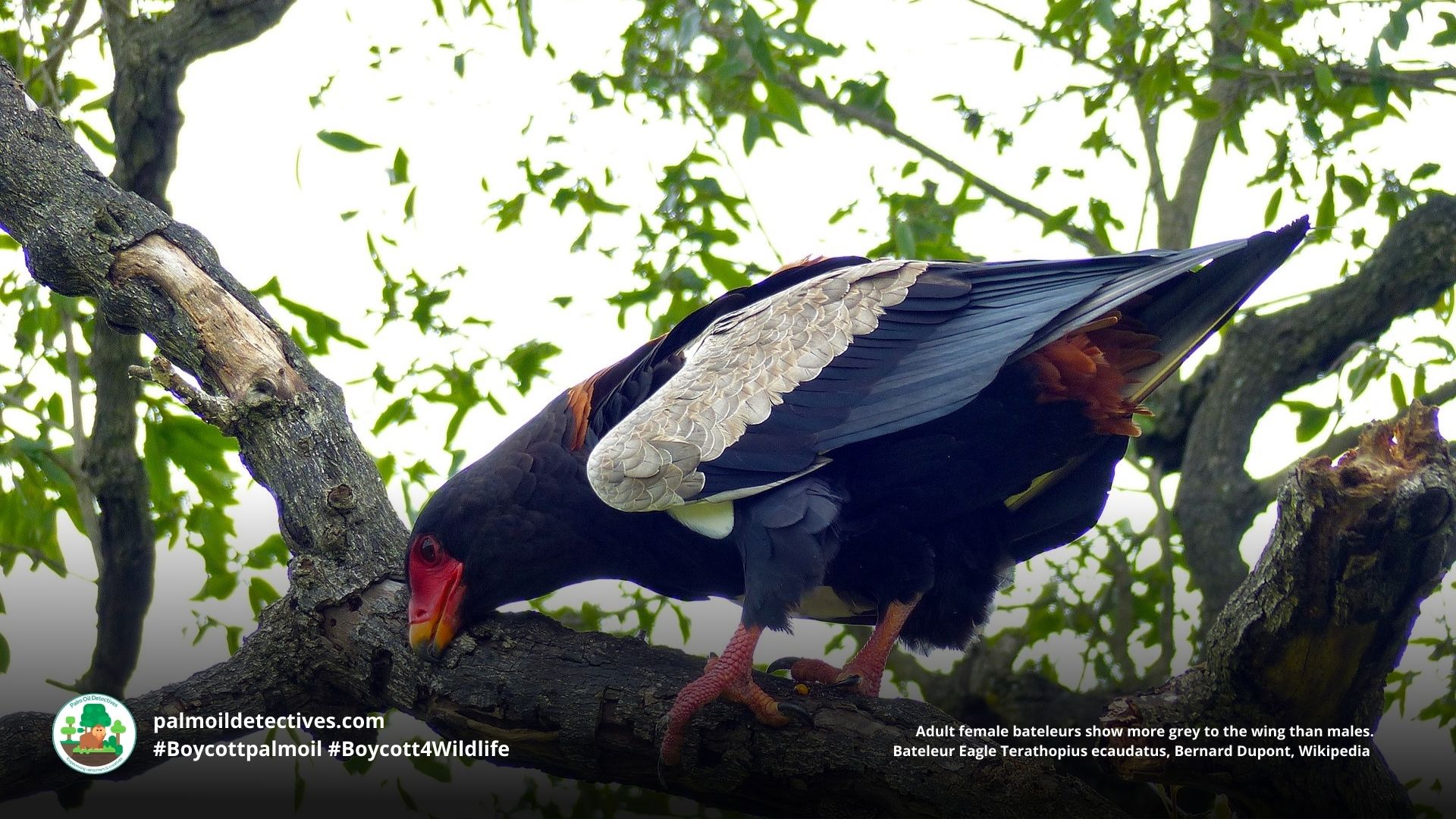 Bateleur by Bernard Dupont Wikipedia