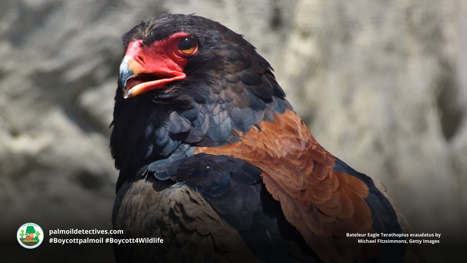 Bateleur Eagle by Michael Fitzsimmons Getty Images