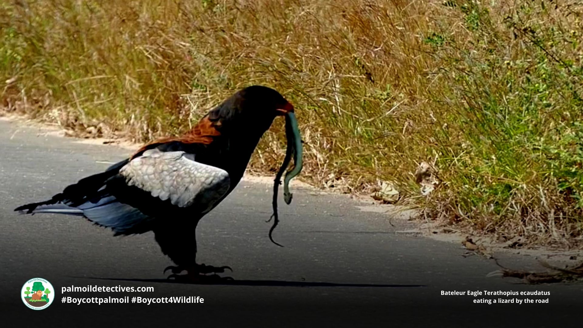 Bateleur Eagle Terathopius ecaudatus - Africa
