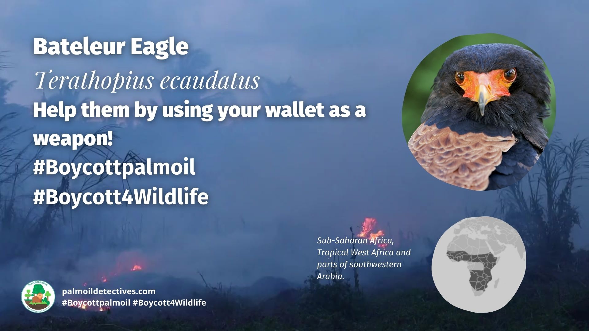 Bateleur Eagle Terathopius ecaudatus boycott palm oil
