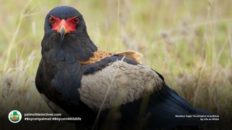 Bateleur Eagle Terathopius ecaudatus by Life on White