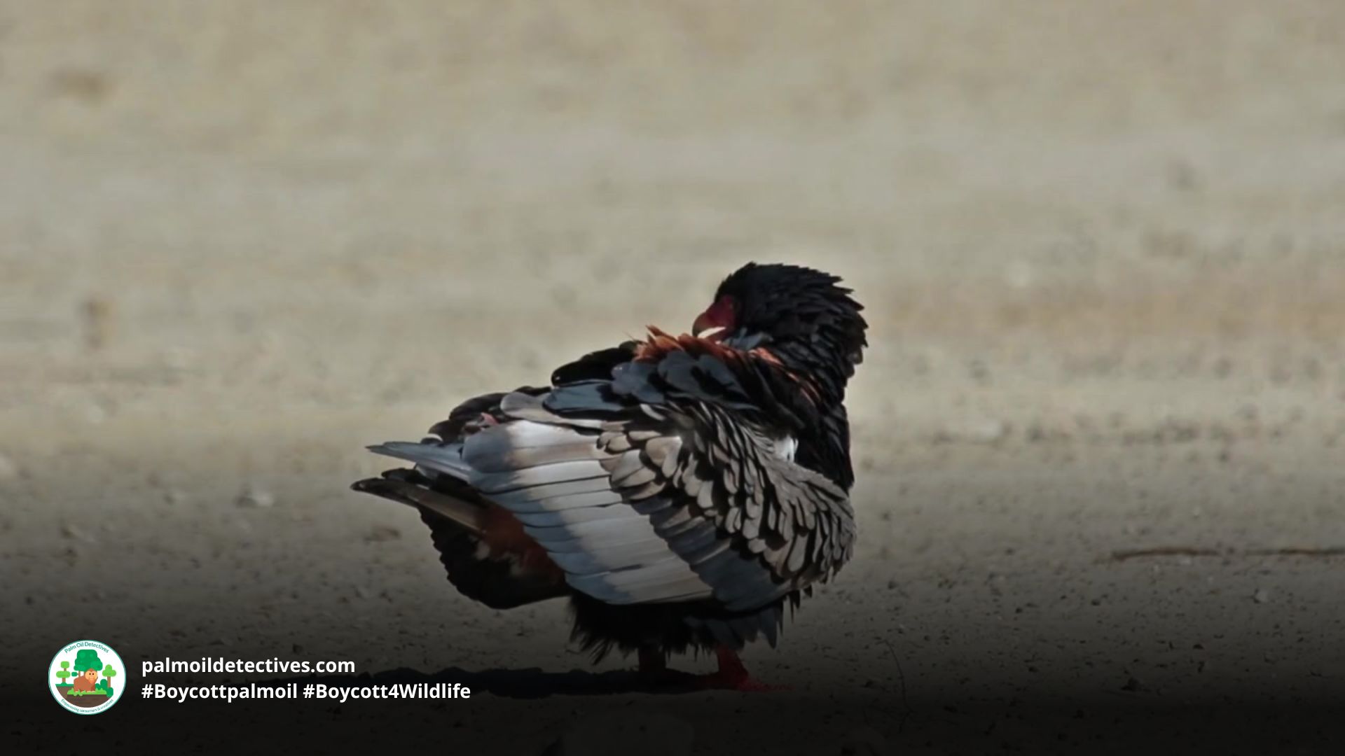 Bateleur Eagle Terathopius ecaudatus mating dance