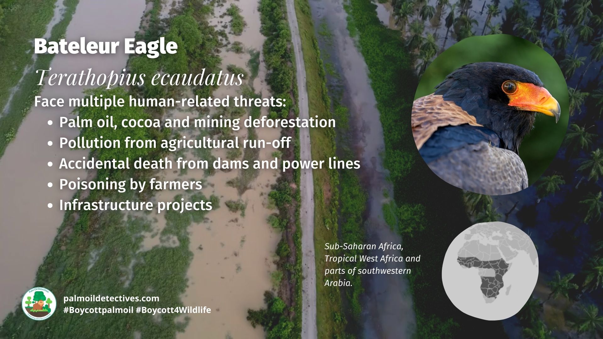 Bateleur Eagle Terathopius ecaudatus threats