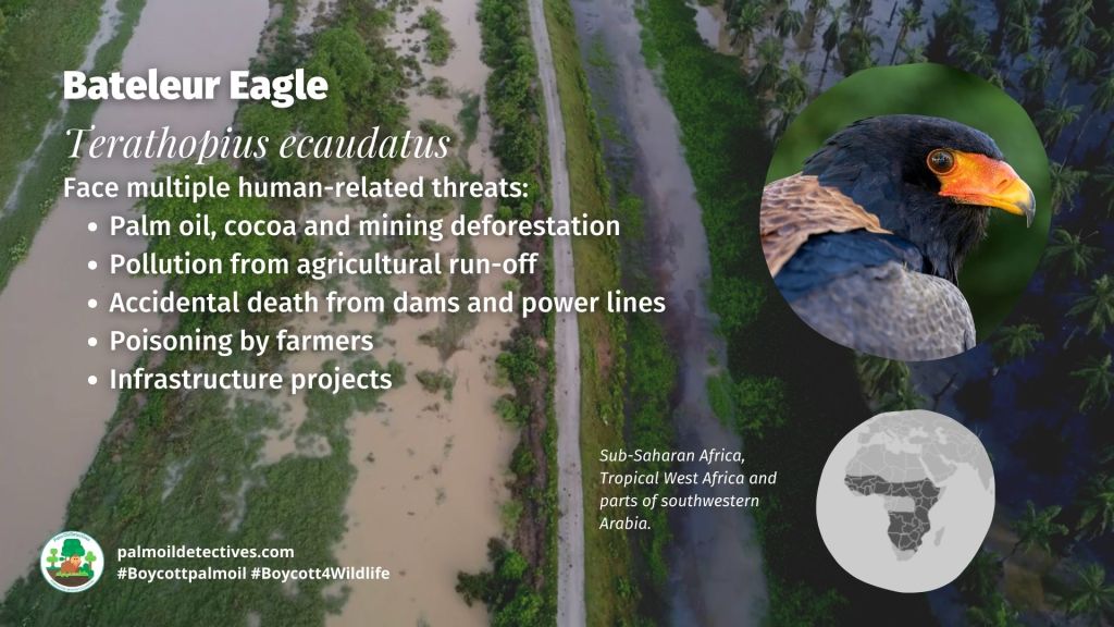 Bateleur Eagle Terathopius ecaudatus threats