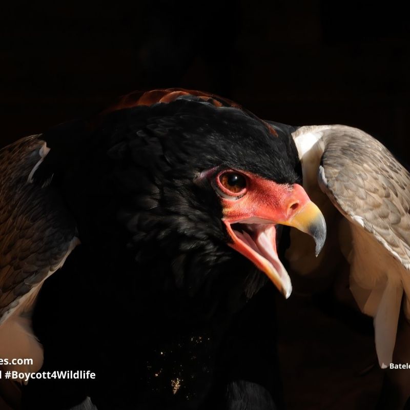Bateleur Eagle Terathopius&nbsp;ecaudatus