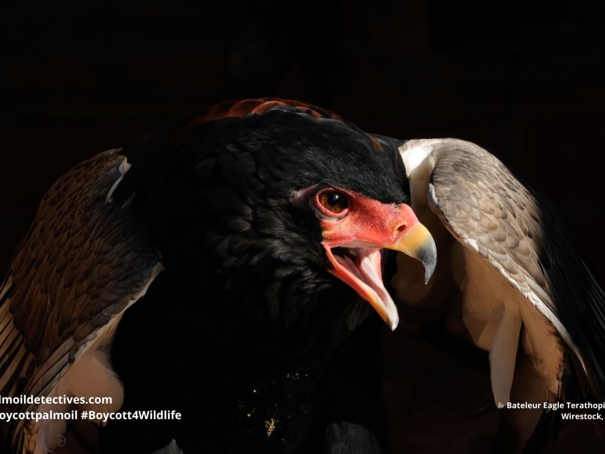Bateleur Eagle Terathopius&nbsp;ecaudatus