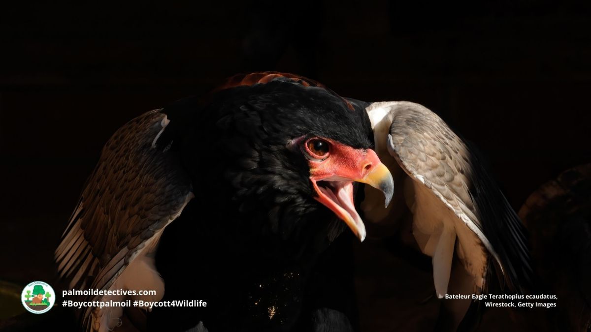 Bateleur Eagle Terathopius&nbsp;ecaudatus