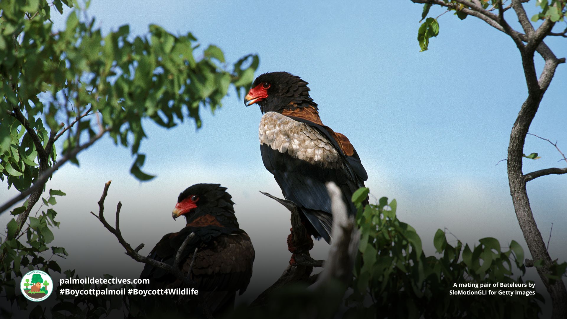 Bateleurs by SloMotionGLI for Getty Images