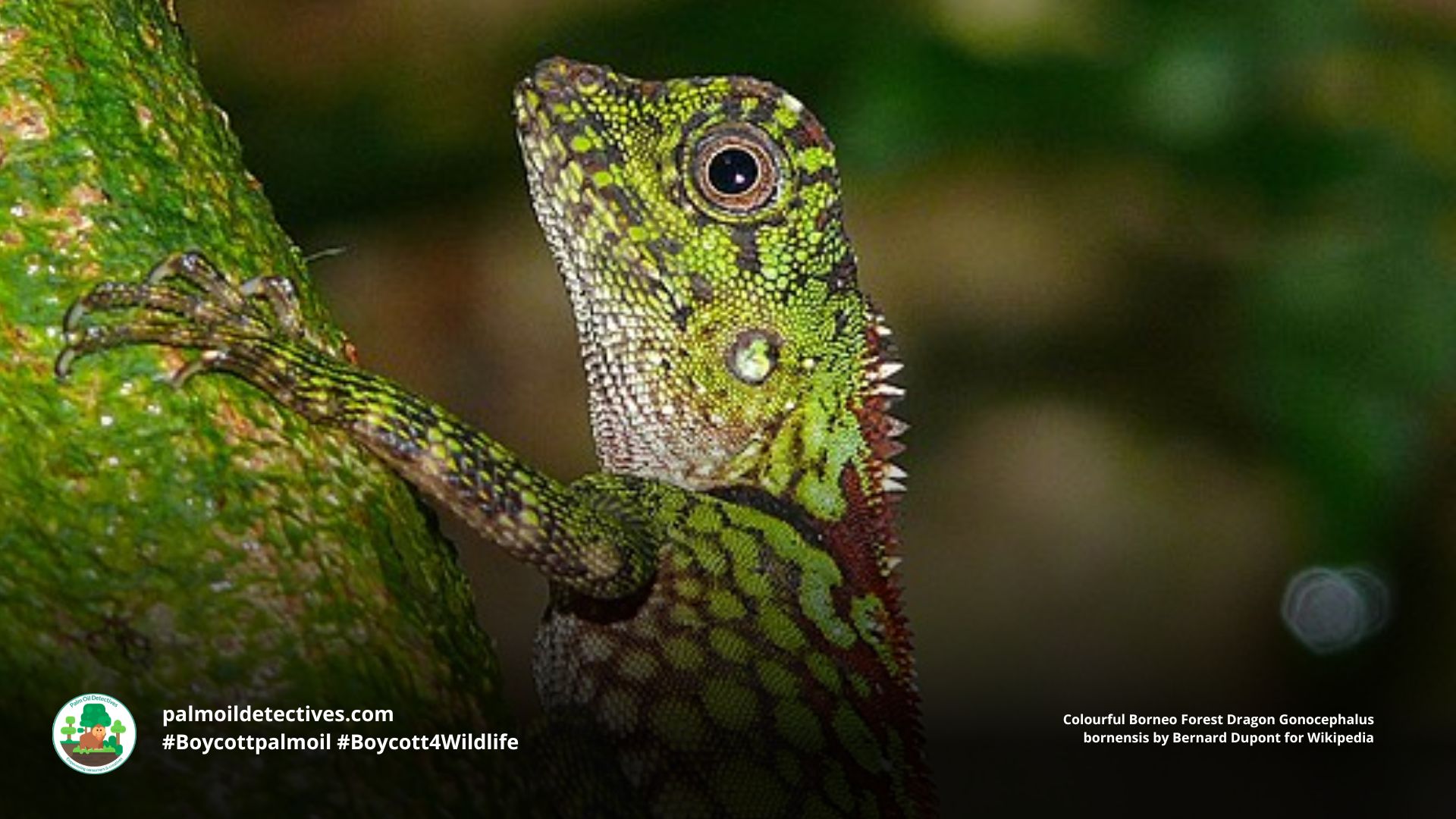 Borneo Forest Dragon by Bernard Dupont (2)