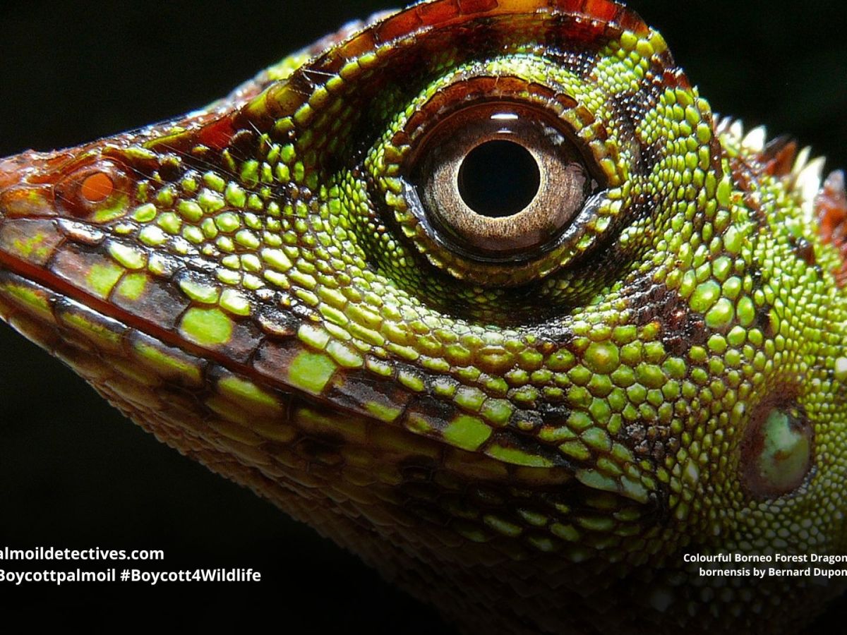Borneo Forest Dragon Gonocephalus&nbsp;bornensis