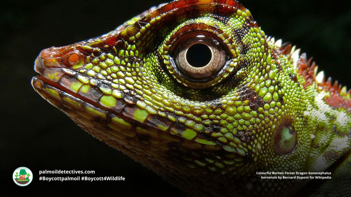 Borneo Forest Dragon Gonocephalus&nbsp;bornensis