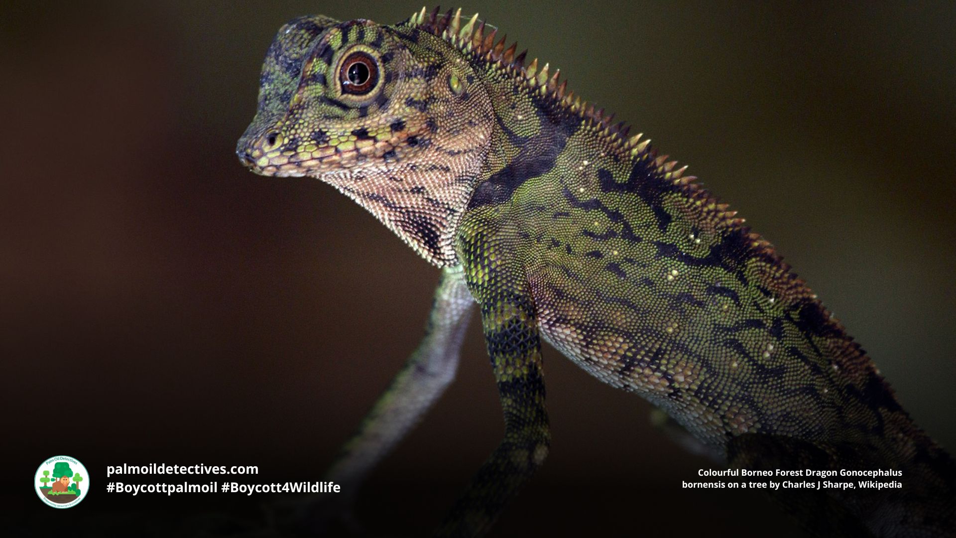 Borneo Forest Dragon by Charles J Sharpe