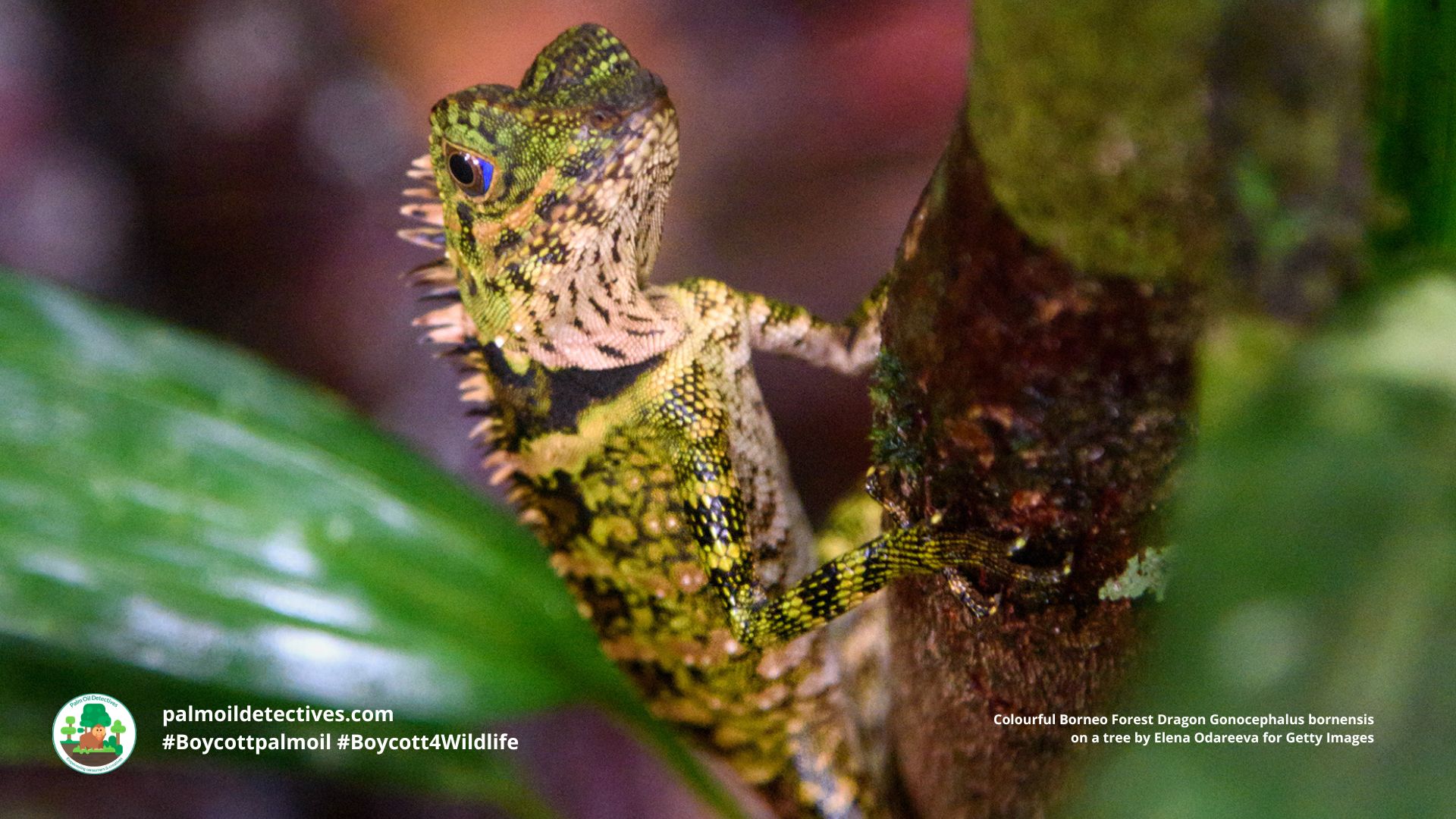 Borneo Forest Dragon by Elena Odareeva