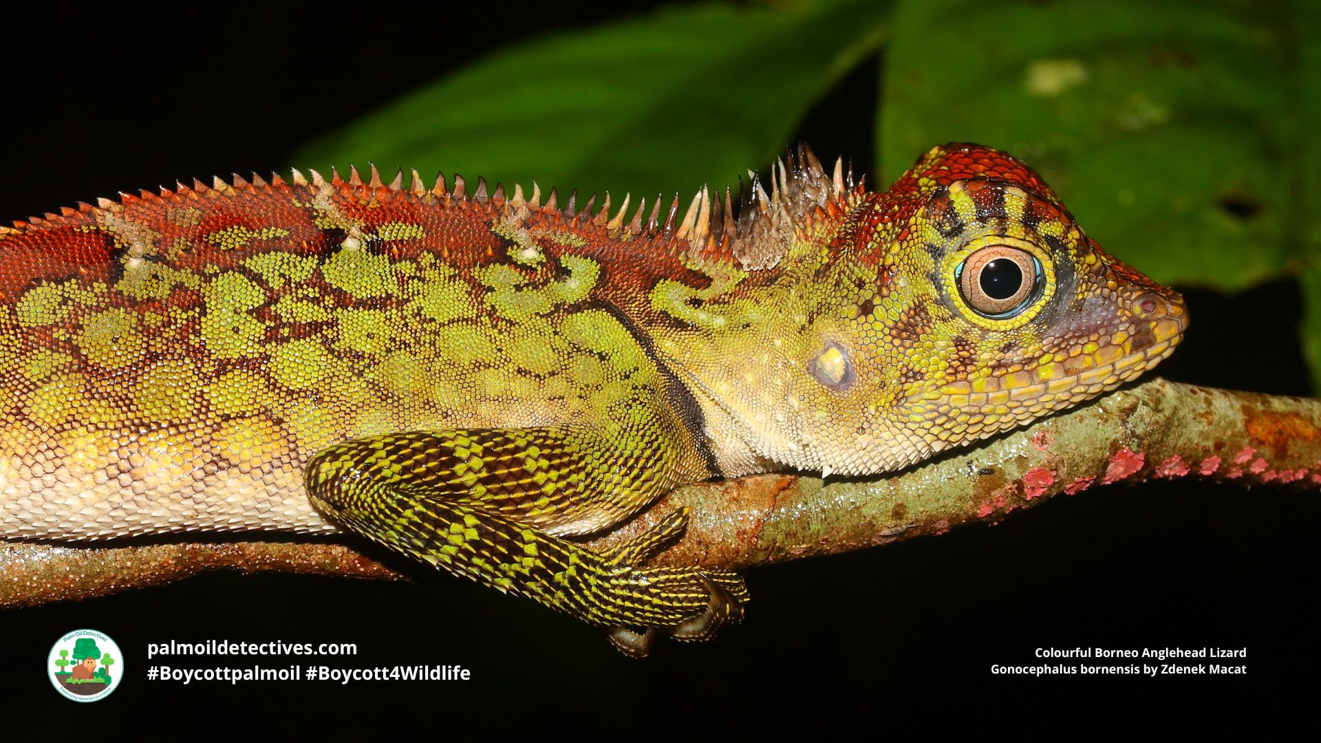 Borneo Forest Dragon by Zdenek Macat (2)