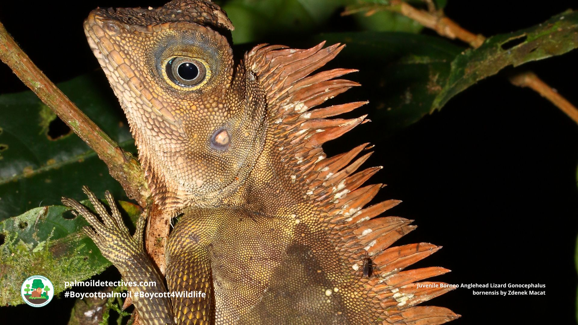 Borneo Forest Dragon by Zdenek Macat