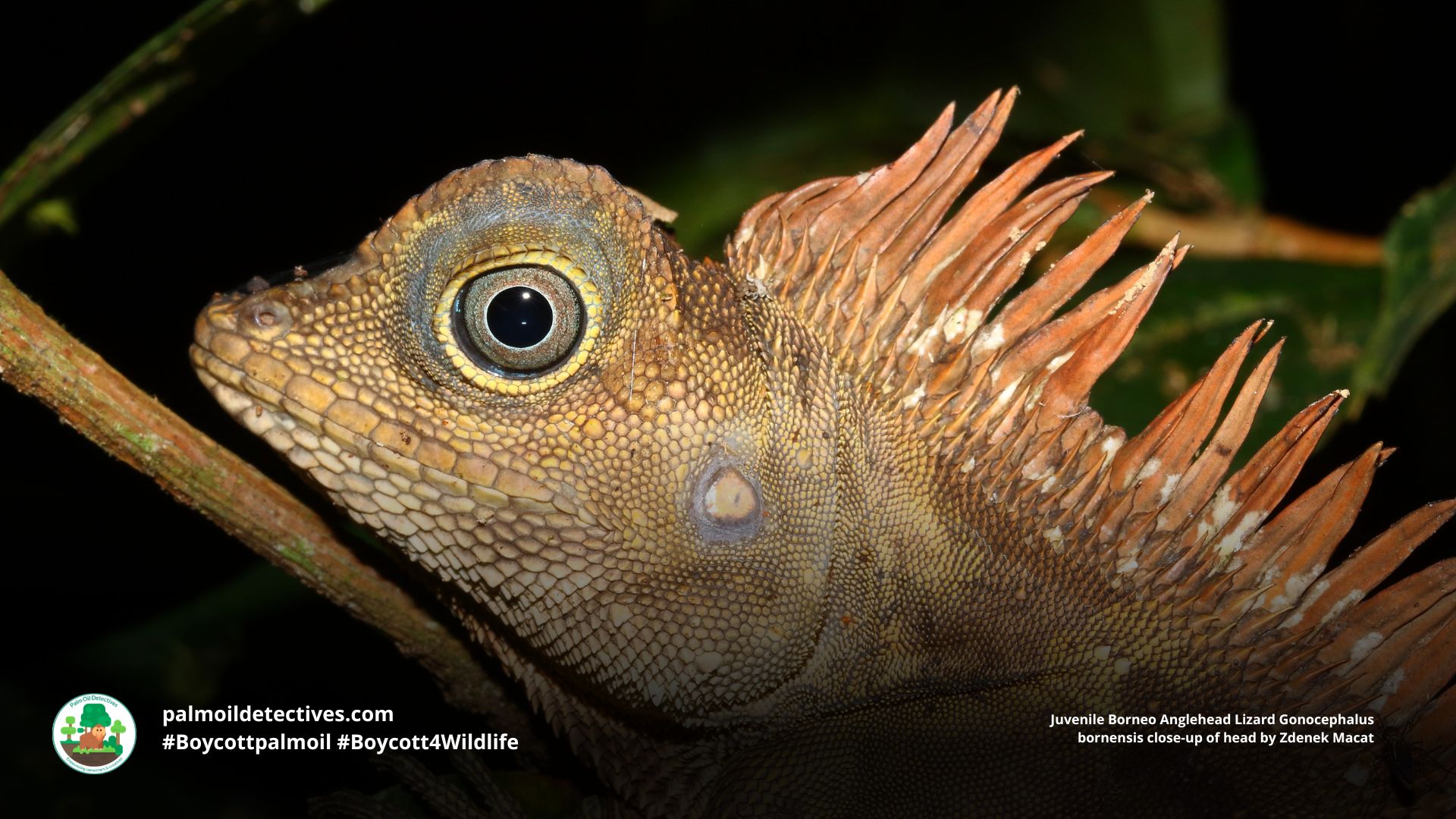 Borneo Forest Dragon by Zdenek Macat