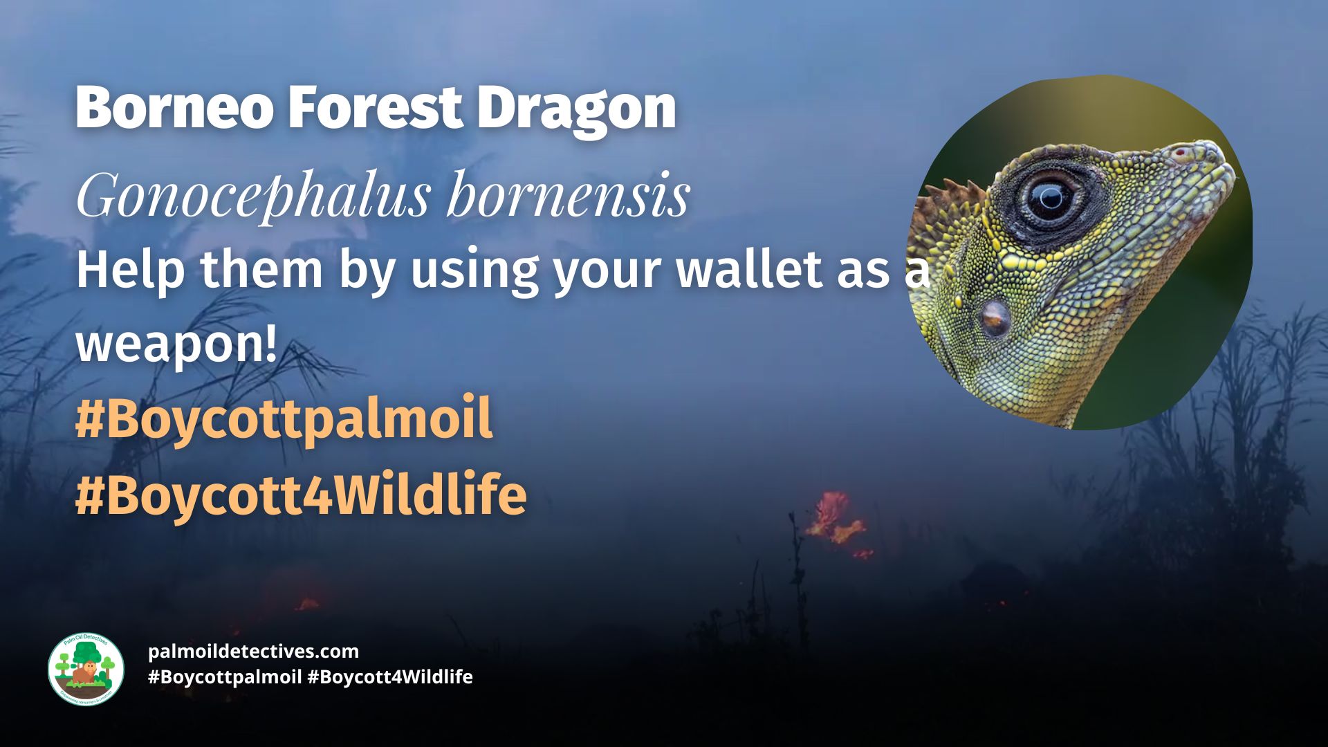 Borneo Forest Dragon Gonocephalus bornensis - Asia