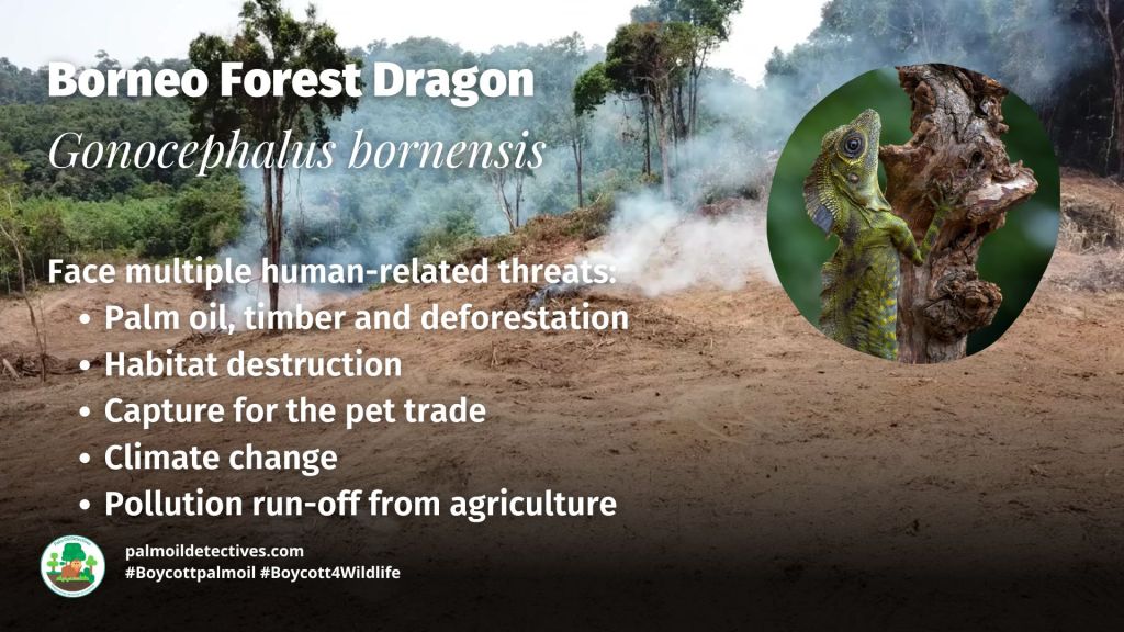 Borneo Forest Dragon Gonocephalus bornensis - Asia
