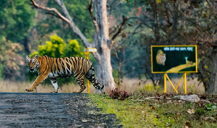 Strolling into Tadoba reserve in central India. RealityImages / shutterstock