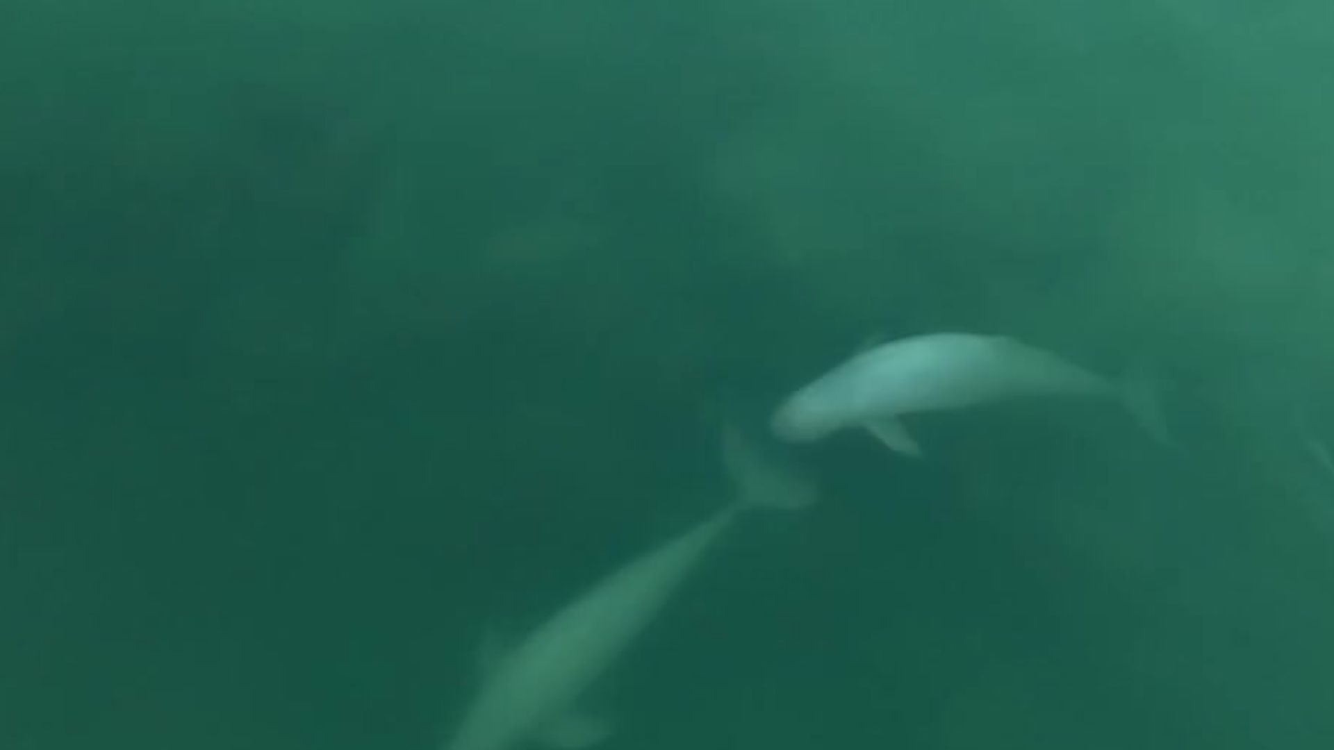 Irrawaddy Dolphin Orcaella brevirostris playing