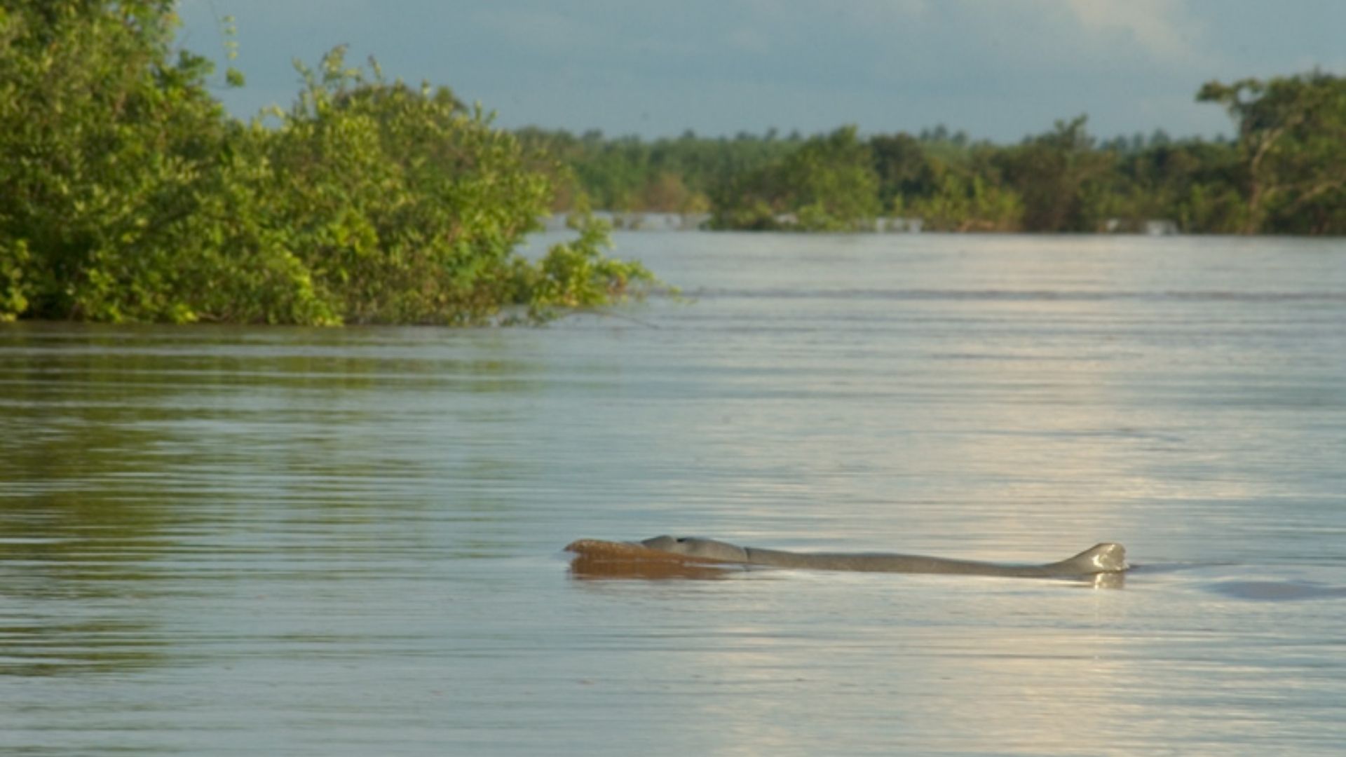 Irrawaddy Dolphin Orcaella brevirostris in the Mekong River