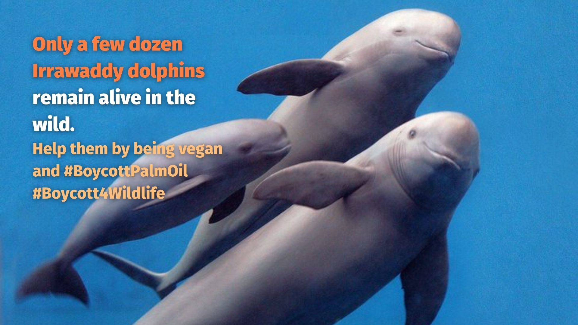 Irrawaddy Dolphin Orcaella brevirostris face threats from palm oil