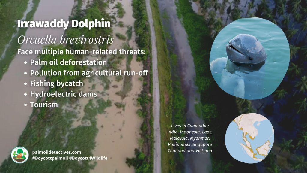 Irrawaddy Dolphin Orcaella brevirostris threats