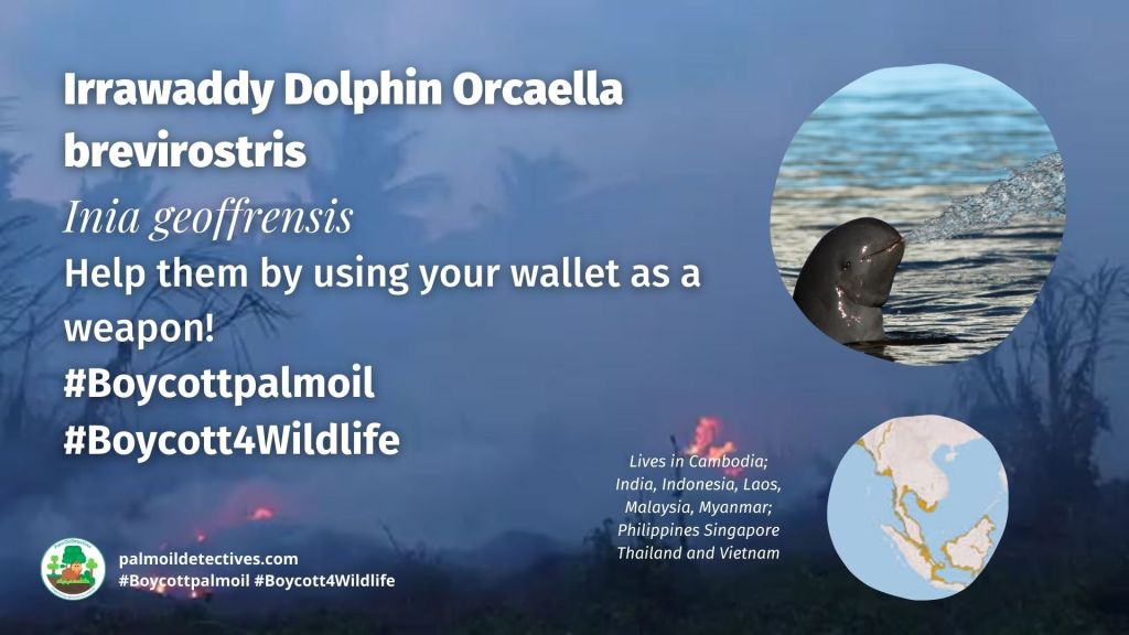 Irrawaddy Dolphin Orcaella brevirostris boycott palm oil