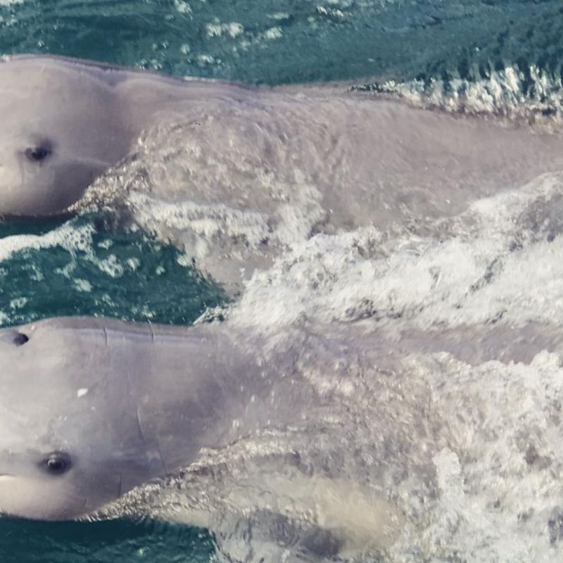Irrawaddy Dolphin Orcaella&nbsp;brevirostris