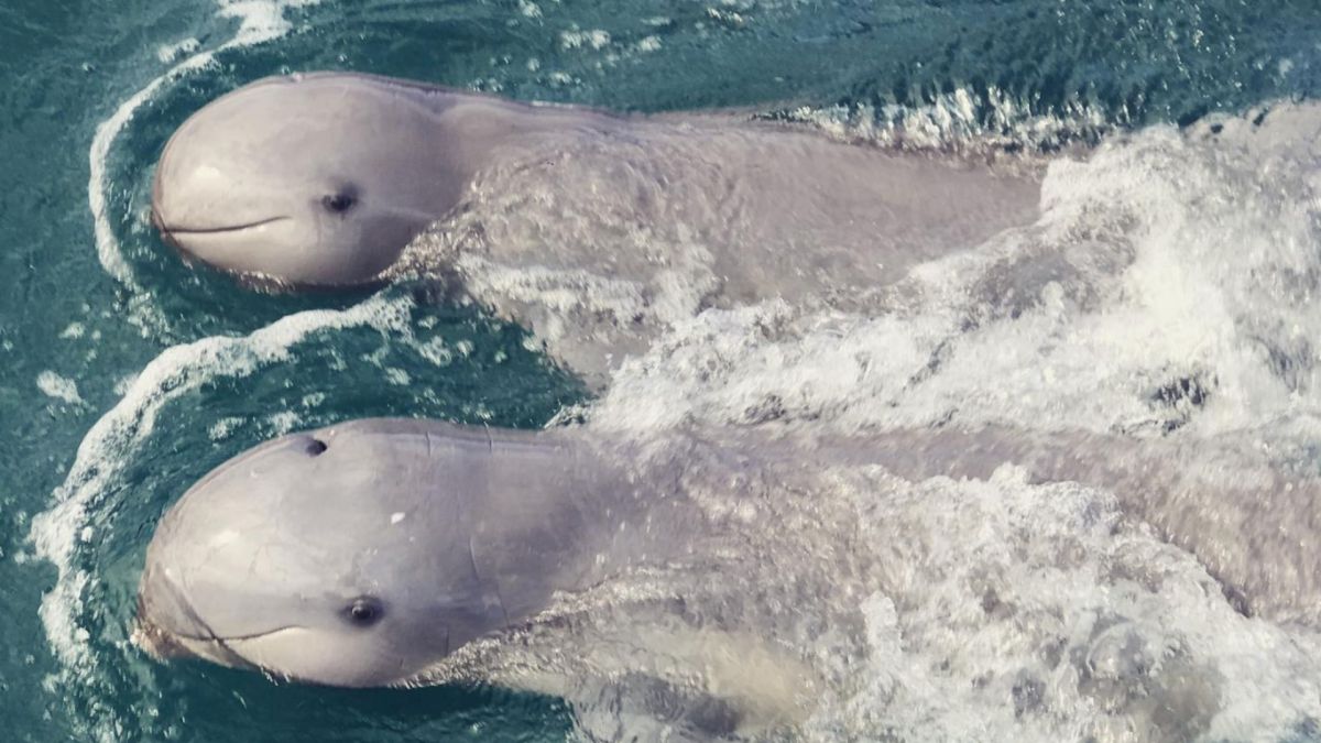 Irrawaddy Dolphin Orcaella&nbsp;brevirostris