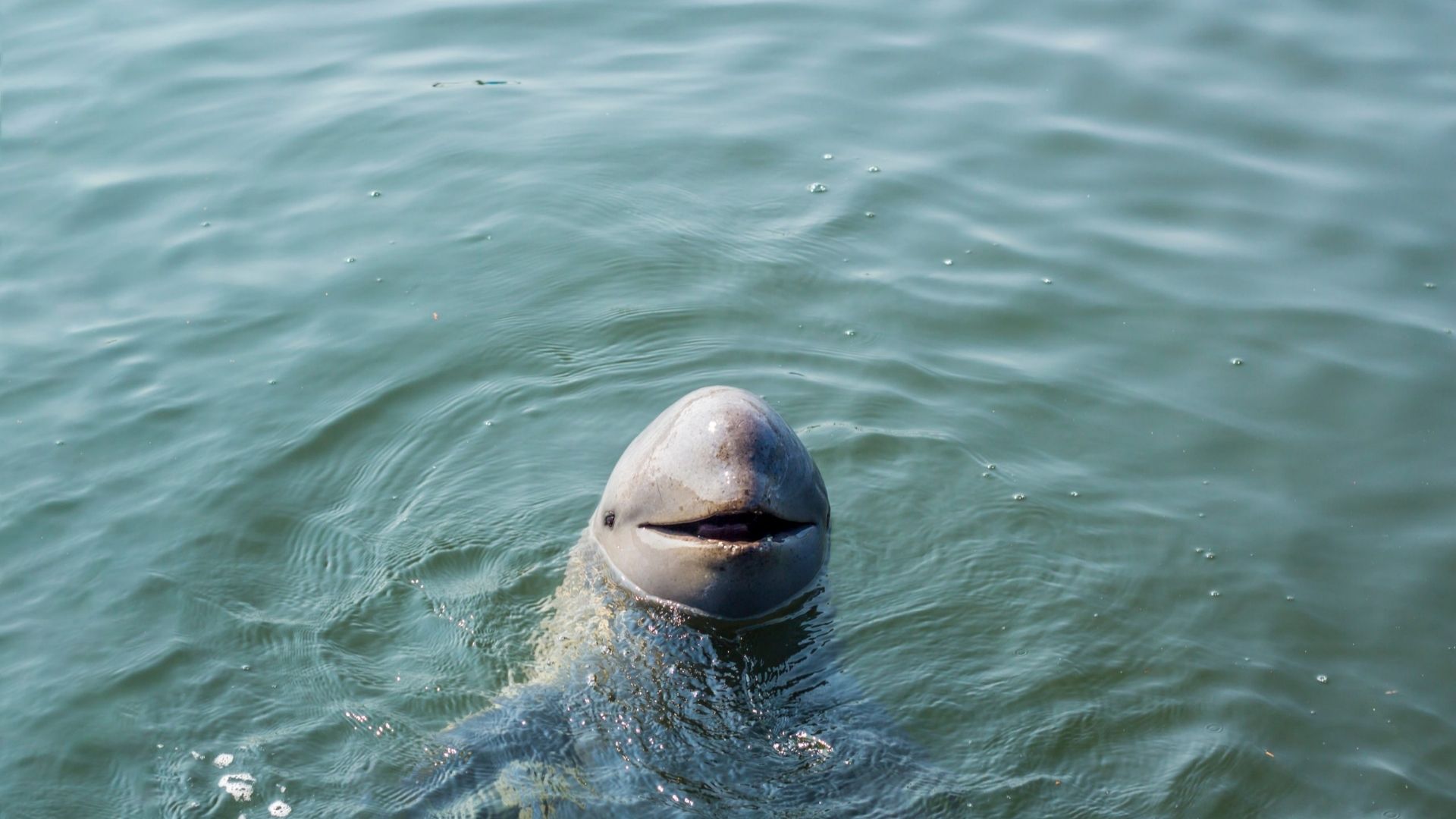 Irrawaddy Dolphin Orcaella brevirostris swimming up close