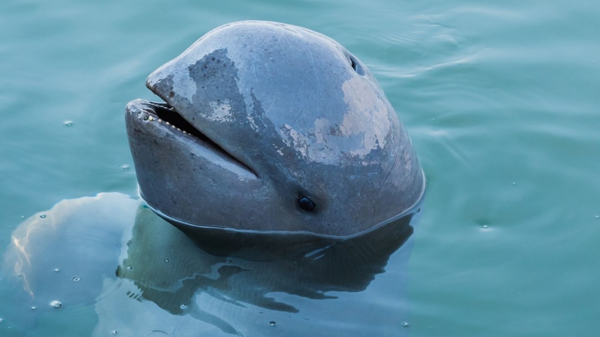 Irrawaddy Dolphin Orcaella brevirostris swimming up close